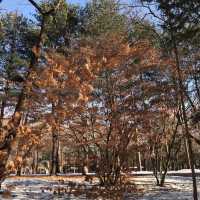 🇰🇷 Nami Island 