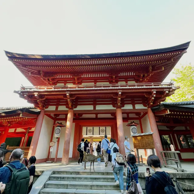 奈良必去 ⛩️ 春日大社