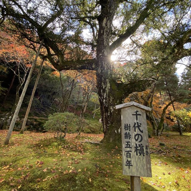 東山文化的始源 – 銀閣寺