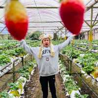 The best strawberry farm in Cameron Highland