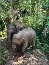 Wild Elephants Valley 