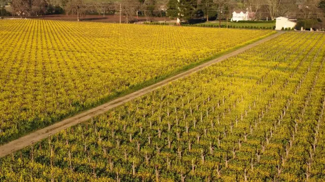 Majestic aerial view of wine fields 