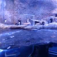 Ripley's aquarium Gatlinburg Tennessee