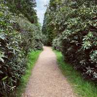 Enjoy the rhododendron forest in Langley