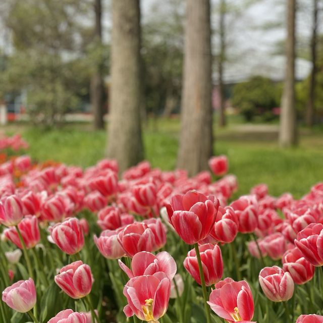 More Tulips Please! Botanical Garden