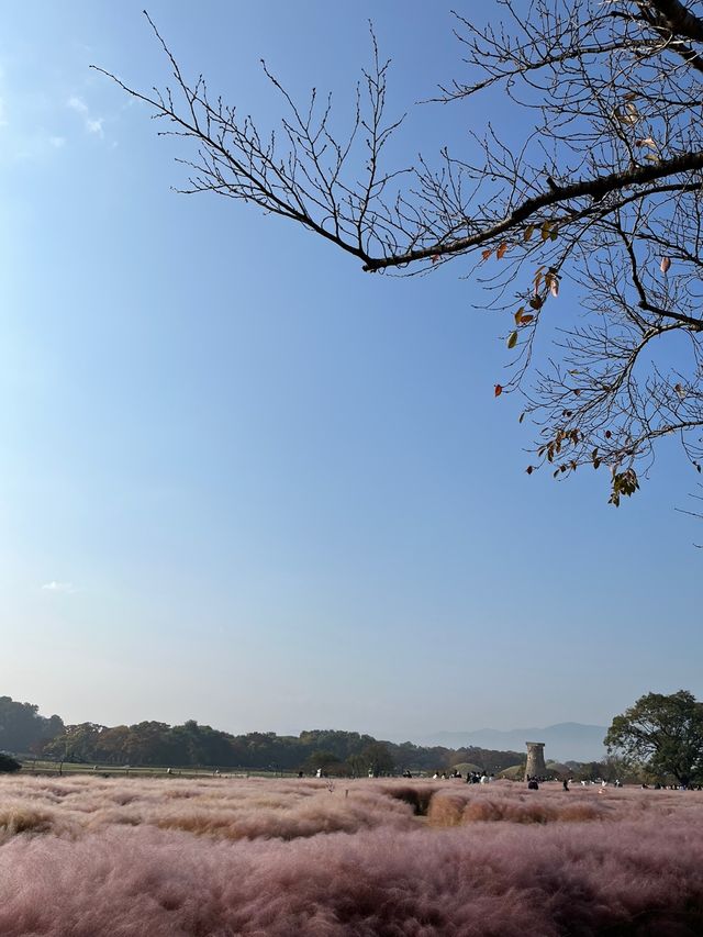 경주에 왔다면 첨성대와 핑크뮬리 🌸