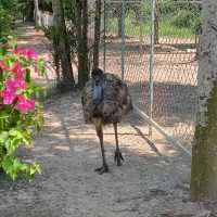 Swan Lake Animal Base, Haikou