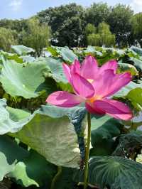 Serene Boat Ride In Hangzhou 