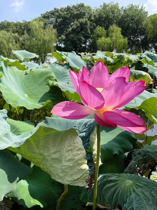 Serene Boat Ride In Hangzhou 