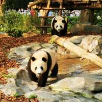 China Bucket list: Pandas & babies ticked!! 