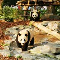 China Bucket list: Pandas & babies ticked!! 