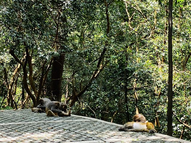 Day at the Guiyang Forest Park, Guizhou 