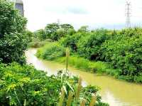 Into The Wetlands!