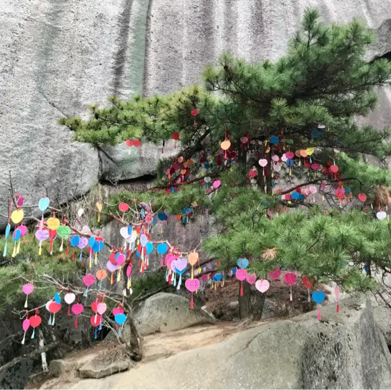 the strangely-shaped pine group