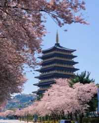 Don't miss the cherry blossoms in Zhenhai when enjoying cherry blossoms in Korea.