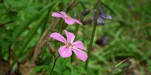 Beginner's Botany (ERCCIS Workshop) | Fraddon Village Hall