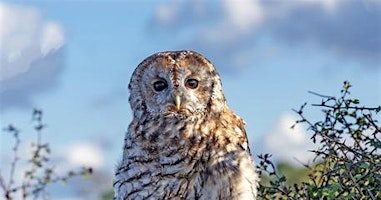 Interactive Owl Talk and Demonstration | Attenborough Nature Reserve - Parking at ANC
