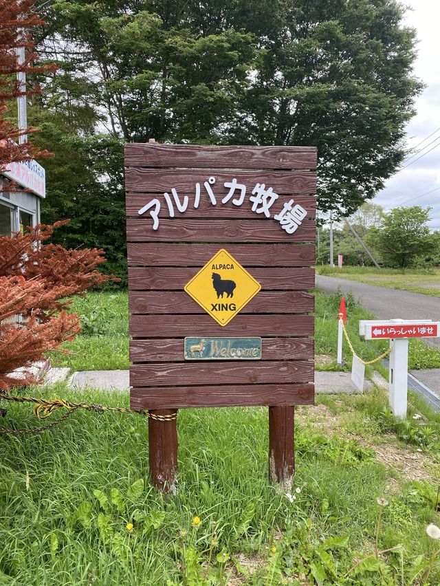 アルパカ牧場