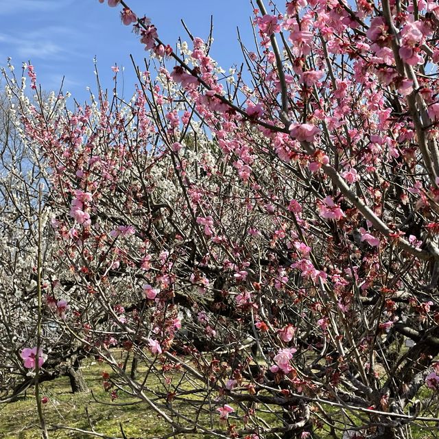 愛知県植木センター