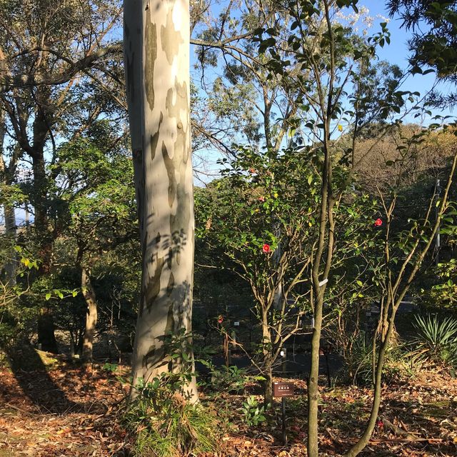 【東京】伊豆大島といえば椿！大島公園 椿園