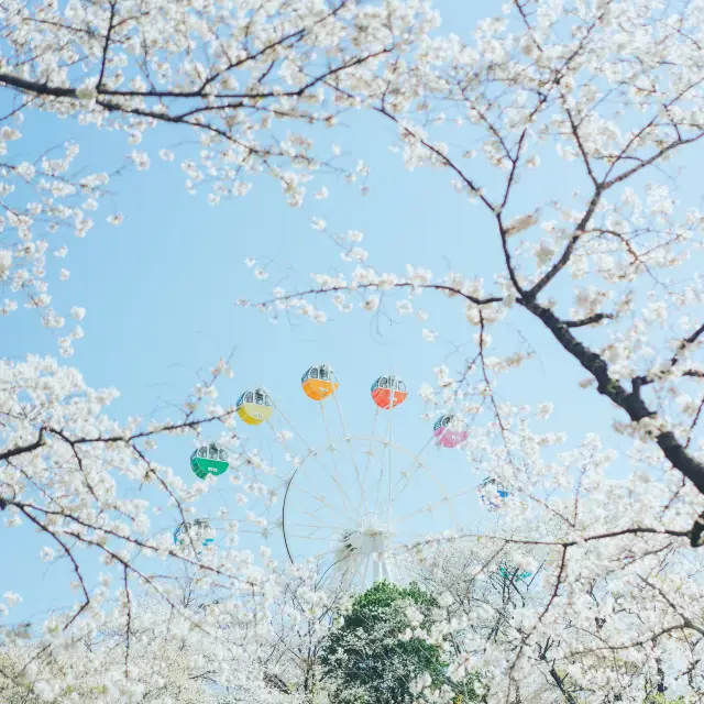 春のおすすめお花見スポット