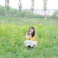 유채꽃이 예쁜 반포한강공원 '서래섬'