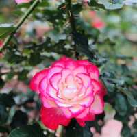 大公主在此👸🏻士林官邸💯不再錯過的美麗花園🌹🌷💐🌺🌸🌼🌻