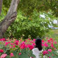 알록달록 장미를 만나볼 수 있는 중랑천 장미 축제 🌹