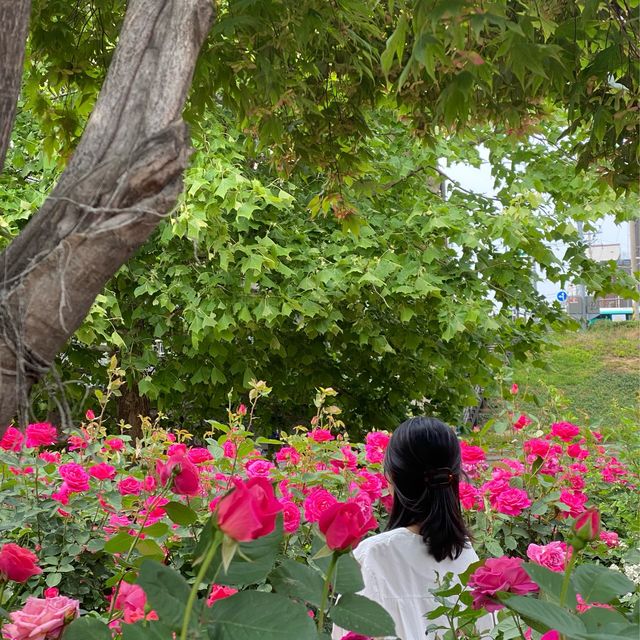 알록달록 장미를 만나볼 수 있는 중랑천 장미 축제 🌹