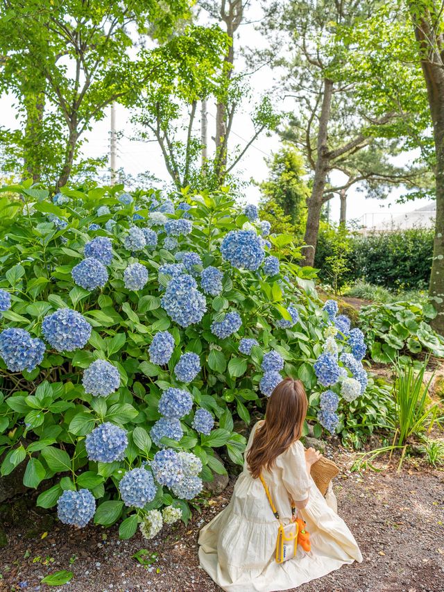 🌺 제주 수국 축제가 한창인 휴애리 자연생활공원 