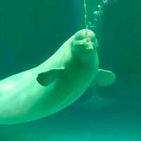 動物たちとふれあい体験もできる水族館！