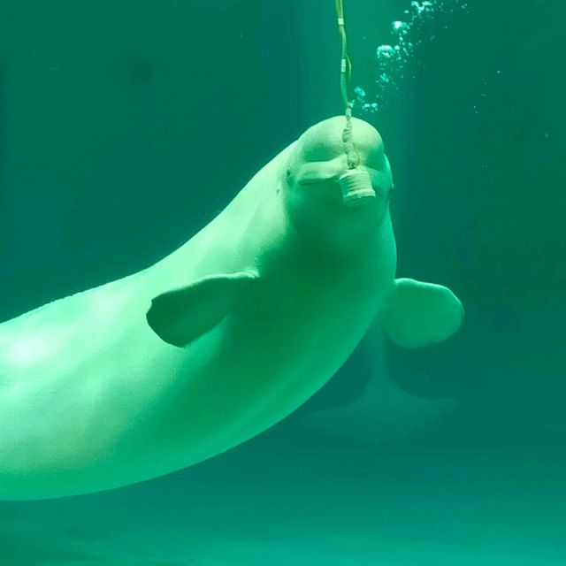 動物たちとふれあい体験もできる水族館！