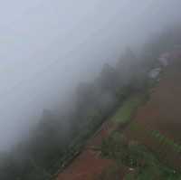 Rice Farm from Above