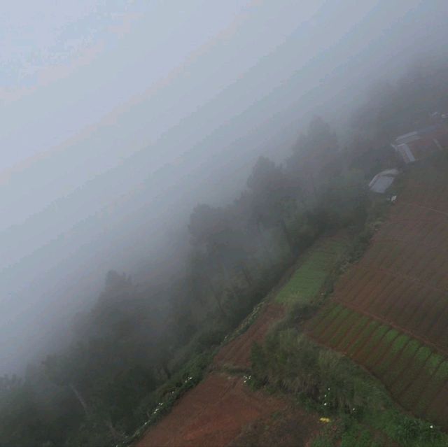 Rice Farm from Above
