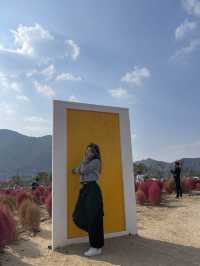 [경남/양산]양산에 붉게물든 댑싸리❣️