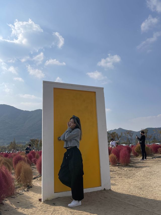 [경남/양산]양산에 붉게물든 댑싸리❣️