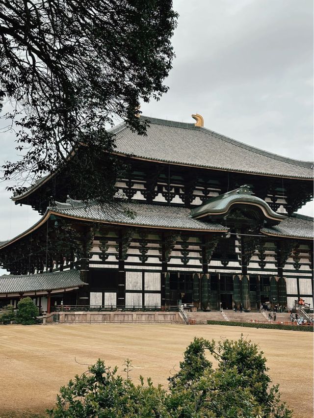 日本大阪必去景點-奈良公園