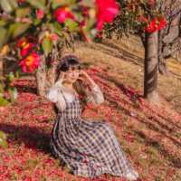 🌺비행기없이 부산에서 동백을 만날 수 있는곳 [부산, 사상 강변대로]🌺