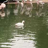 免費～～睇不同國家的雀鳥🦜🦆part 1