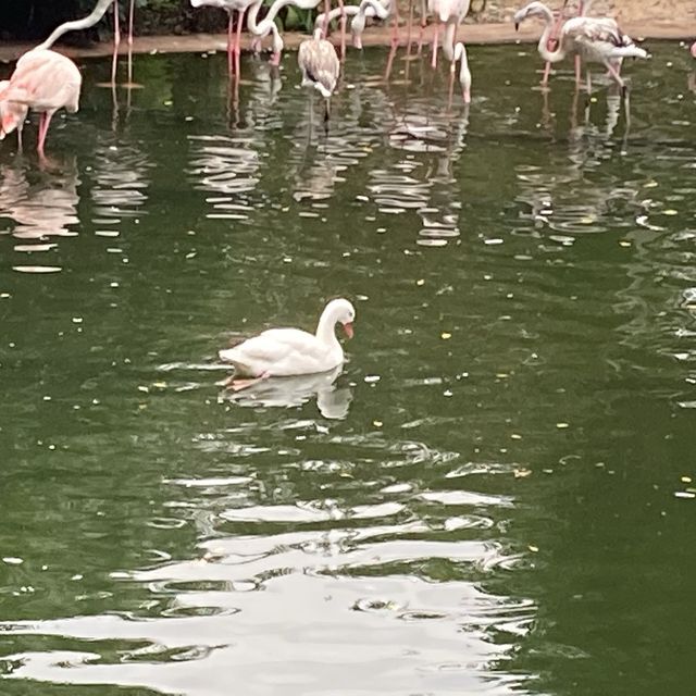 免費～～睇不同國家的雀鳥🦜🦆part 1