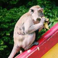 Adventurous Tour at Batu Caves Temple