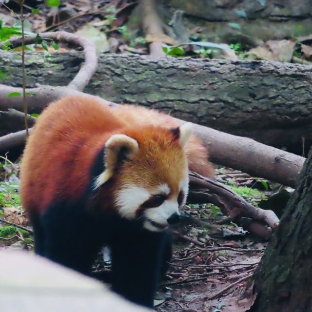 ROBUSTLY ADORABLE RED PANDAS 