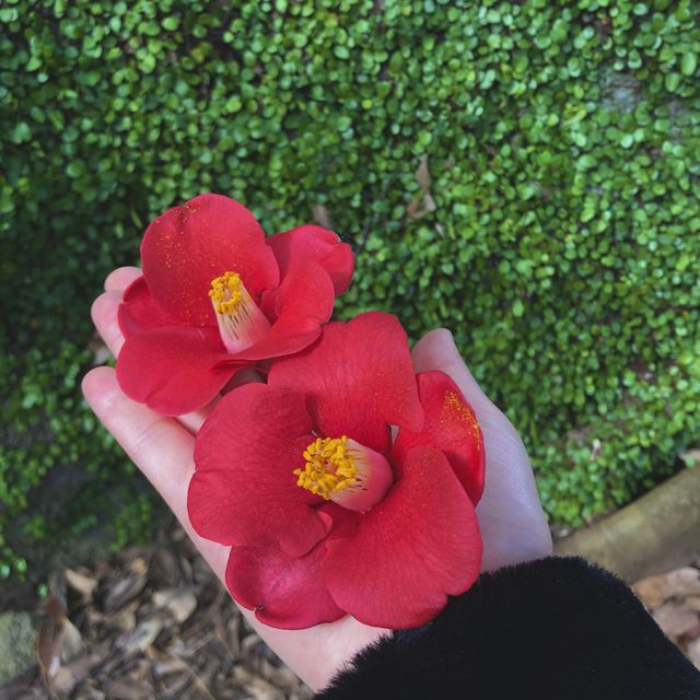 [제주도 여행] 겨울에는 동백꽃 보러🌺