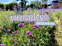 ดอกเวอร์บีน่าบานที่วังน้ำเขียว 🍃