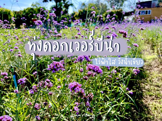 ดอกเวอร์บีน่าบานที่วังน้ำเขียว 🍃