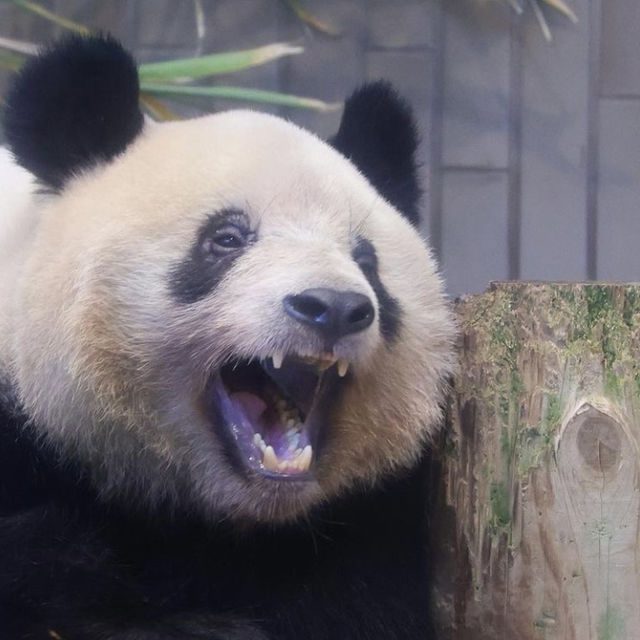 上野動物園📸️冬日遊必去兒童樂園🎠