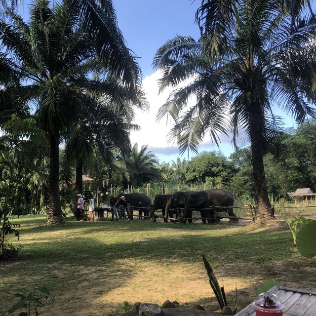 บ้านช้างคาเฟ่ ชมวิถีคนเลี้ยงช้างจิบกาแฟอร่อย