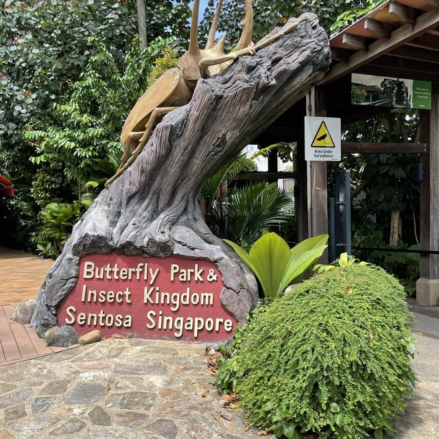 Butterflies in Sentosa 