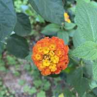 大角咀中式公園賞花｜漸變色橙黃花、烏龜、中式涼亭