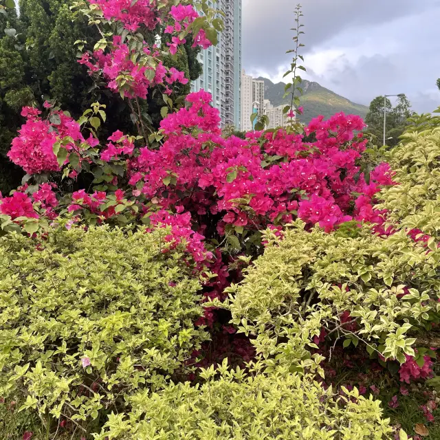 太陽出來了🌞雨水暫停了🌧快點把握機會出外走走💃🏻💃🏻